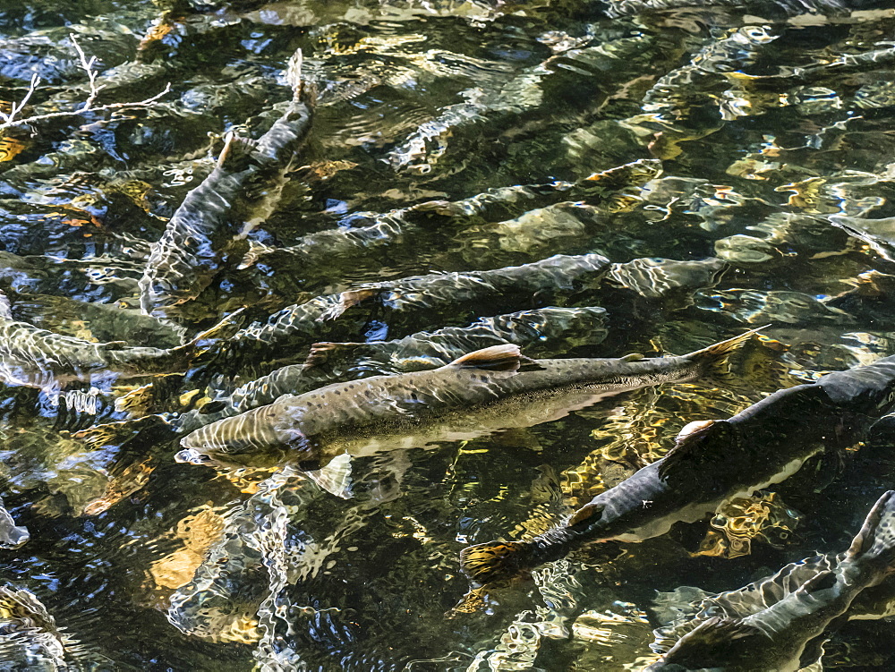 Adult pink salmon, Oncorhynchus gorbuscha, returning to the Indian River to spawn near Sitka, Alaska, United States of America