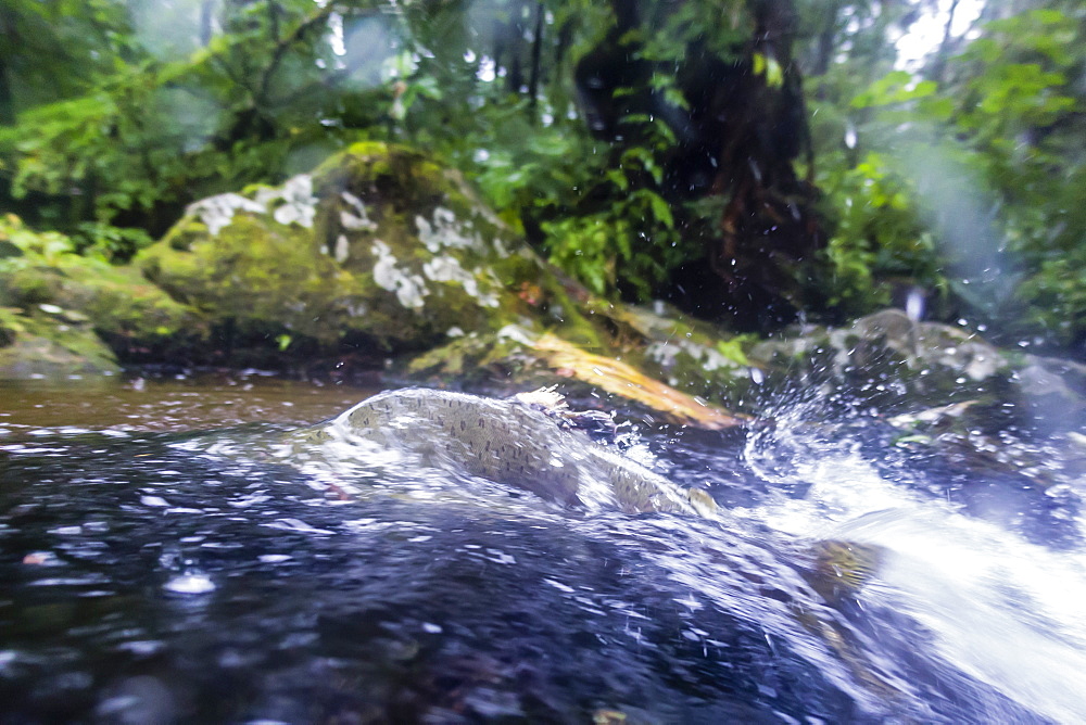 View of a male pink salmon, Oncorhynchus gorbuscha, in the Indian River spawning near Sitka, Alaska, United States of America