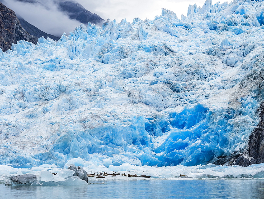 Adult harbour seals, Phoca vitulina, hauled out on ice at South Sawyer Glacier, Tracy Arm, Alaska, United States of America