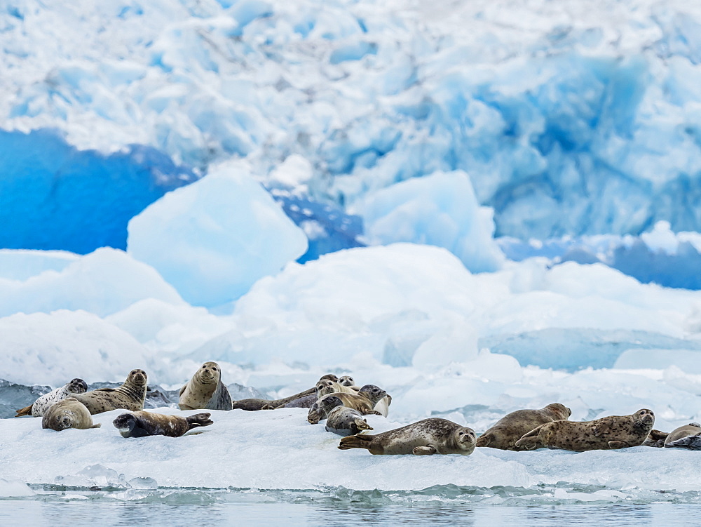 Adult harbour seals, Phoca vitulina, hauled out on ice at South Sawyer Glacier, Tracy Arm, Alaska, United States of America