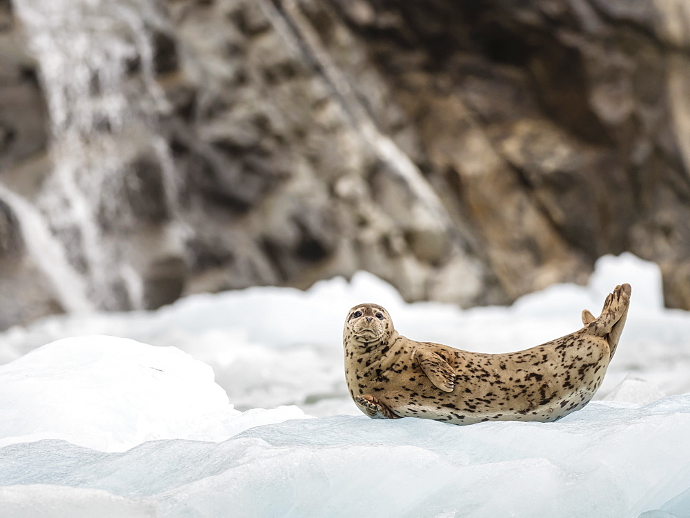 Adult harbour seal, Phoca vitulina, hauled out on ice at South Sawyer Glacier, Tracy Arm, Alaska, United States of America