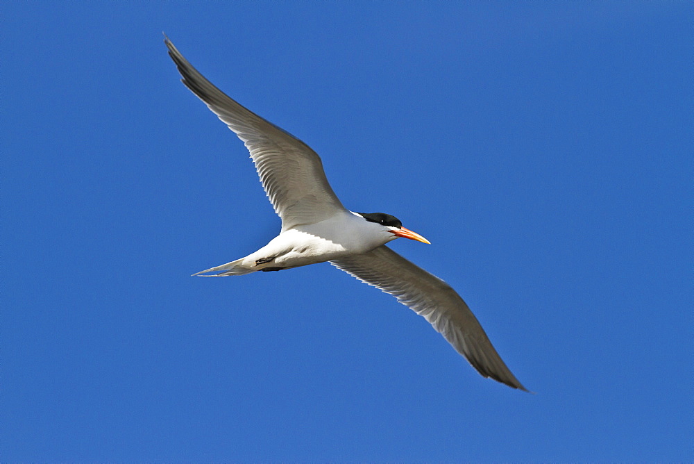 Elegant tern (Thalasseus elegans) in flight, Isla Rasa, Gulf of California (Sea of Cortez), Baja California, Mexico, North America