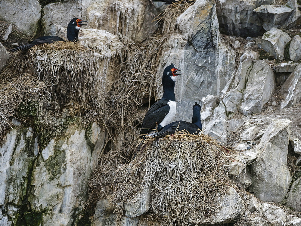 Nesting rock shags, Phalacrocorax magellanicus, on small islet in the Beagle Channel, Ushuaia, Argentina, South America