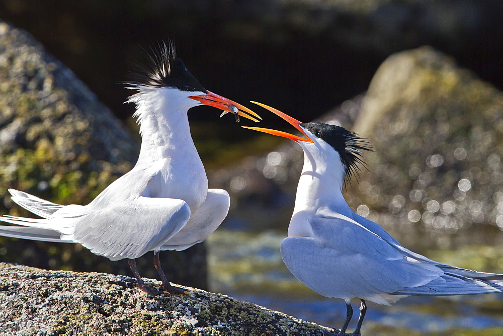 Elegant terns (Thalasseus elegans), Isla Rasa, Gulf of California (Sea of Cortez), Baja California, Mexico, North America