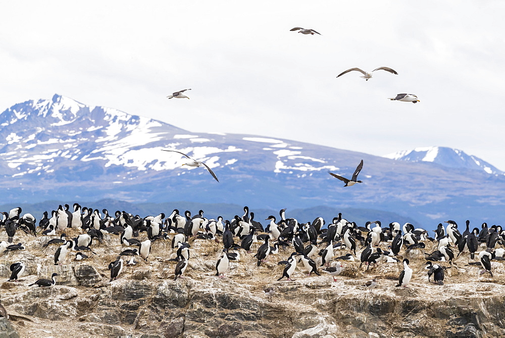 Imperial shag, Phalacrocorax atriceps, breeding site at small islet in the Beagle Channel, Ushuaia, Argentina, South America