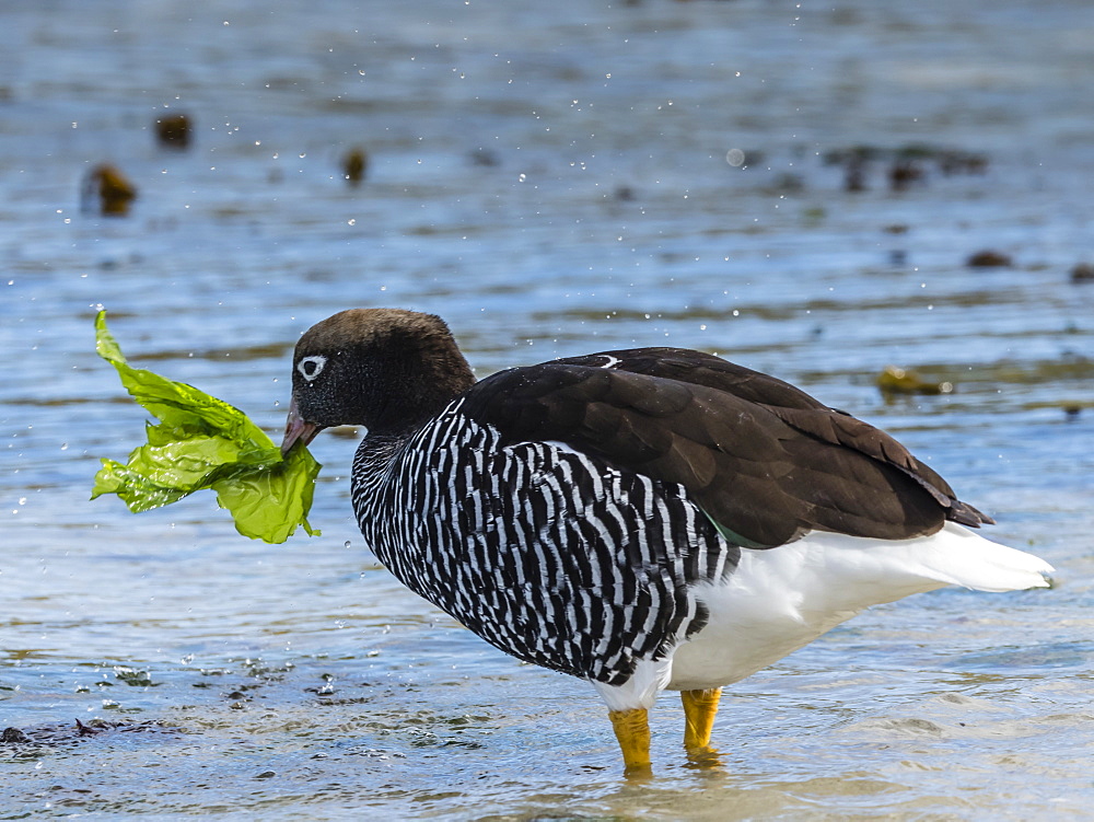 Adult female kelp goose, Chloephaga hybrida, feeding on kelp at low tide at West Point Island, Falkland Islands, South Atlantic Ocean