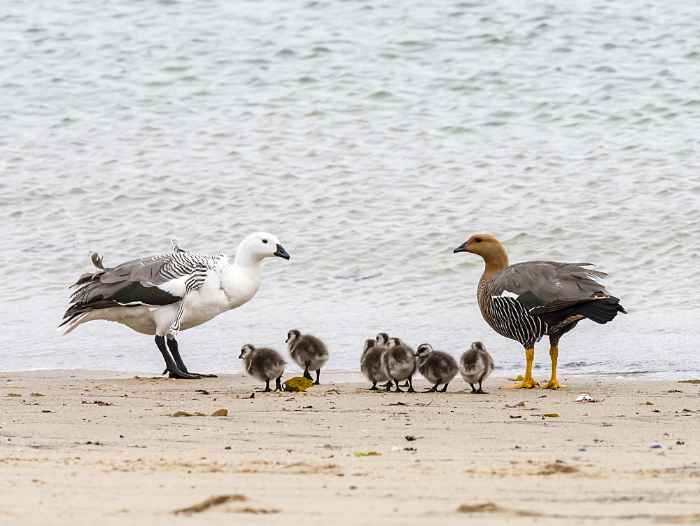 A pair of upland geese, Chloephaga picta, with goslings on New Island, Falkland Islands, South Atlantic Ocean