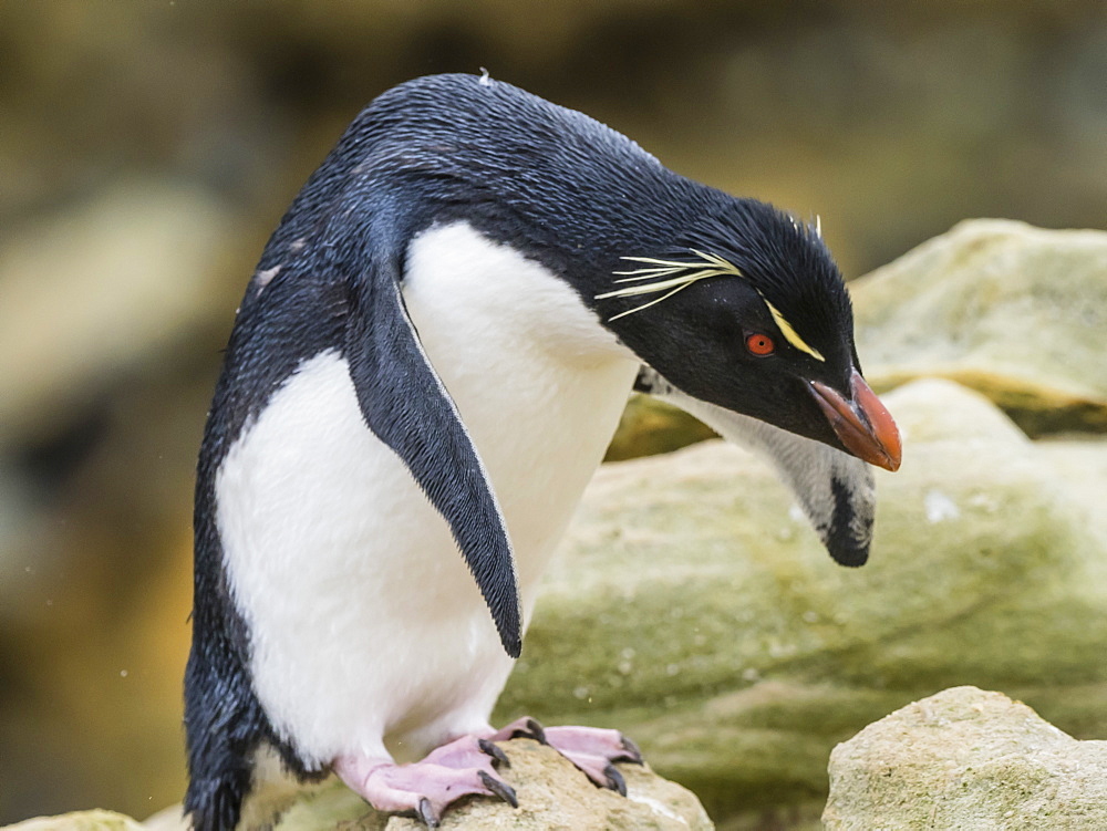 An adult Southern rockhopper penguin, Eudyptes chrysocome, at rookery on New Island, Falkland Islands, South Atlantic Ocean