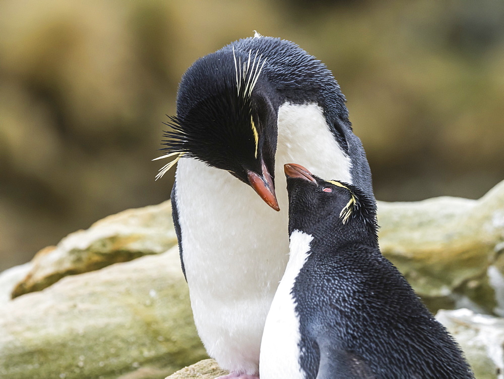 An adult Southern rockhopper penguin pair, Eudyptes chrysocome, at rookery on New Island, Falkland Islands, South Atlantic Ocean