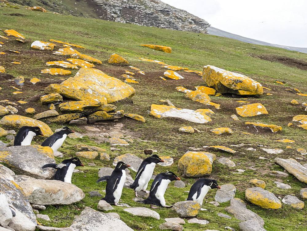 Southern rockhopper penguins, Eudyptes chrysocome, at rookery on Saunders Island, Falkland Islands, South Atlantic Ocean