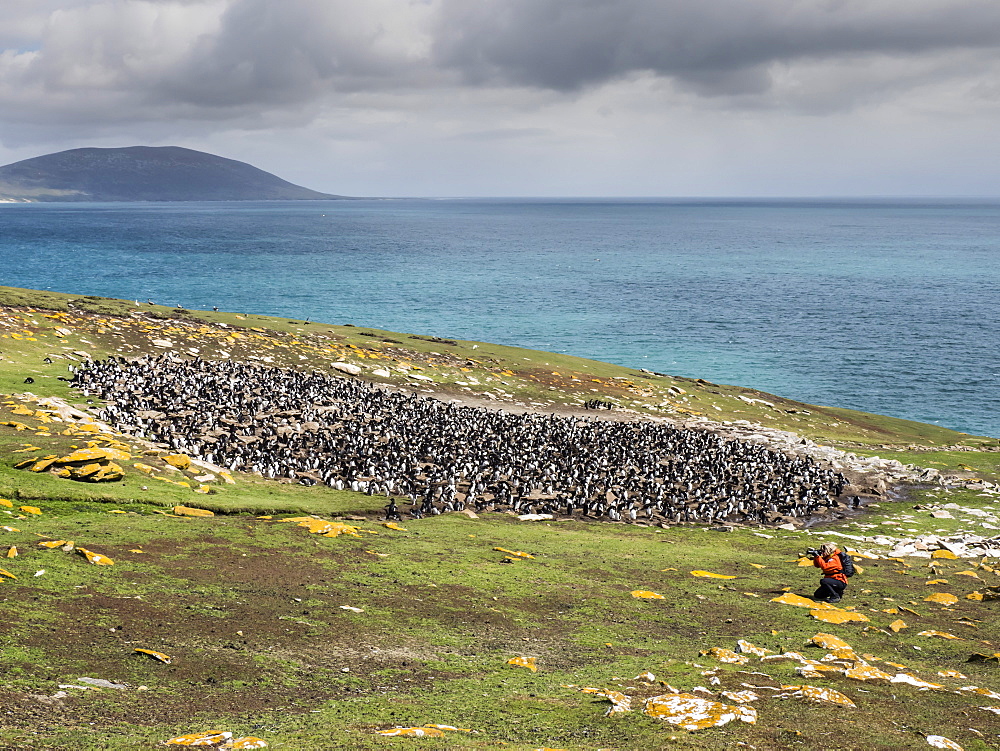 Southern rockhopper penguins, Eudyptes chrysocome, with photographer on Saunders Island, Falkland Islands, South Atlantic Ocean