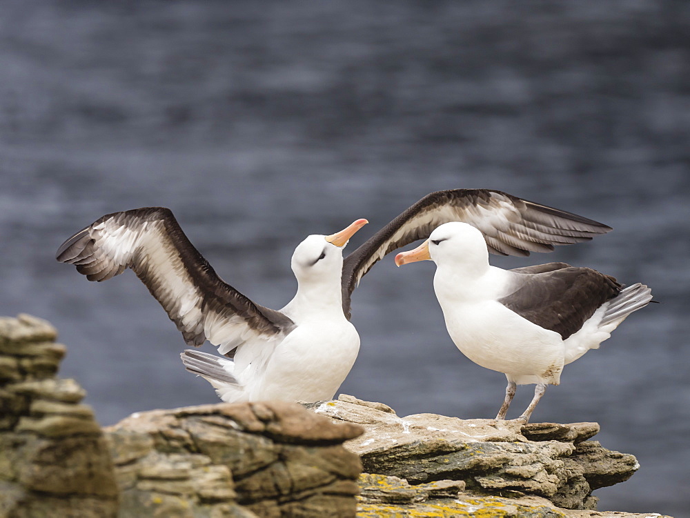 Black-browed albatross, Thalassarche melanophris, courtship display on New Island, Falkland Islands, South Atlantic Ocean