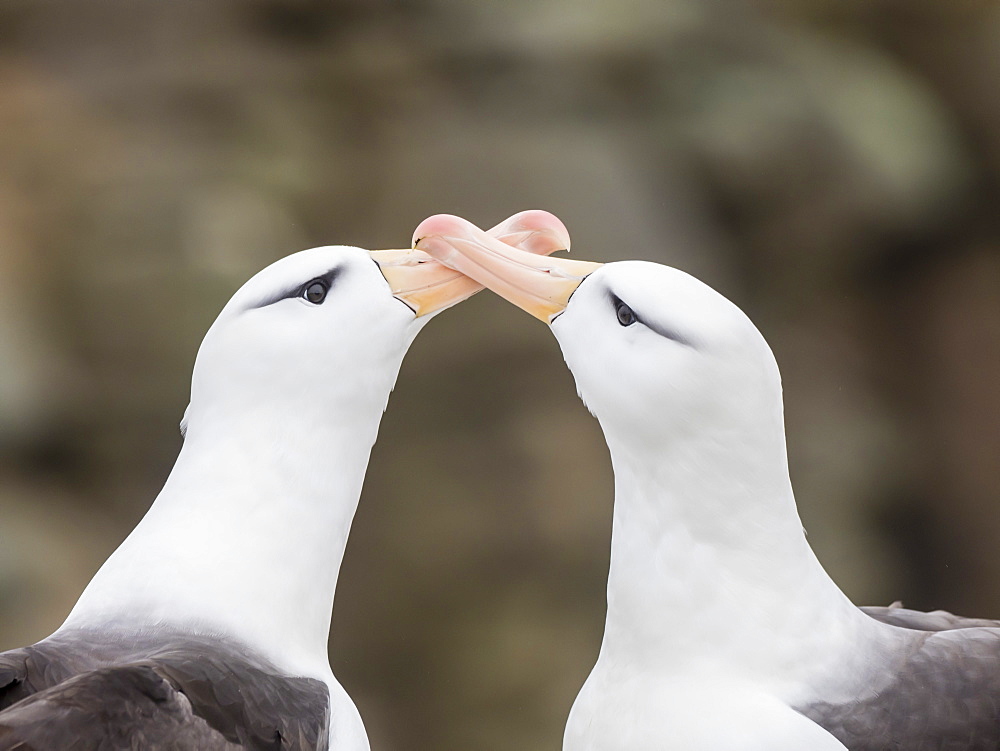 Black-browed albatross, Thalassarche melanophris, courtship display on New Island, Falkland Islands, South Atlantic Ocean