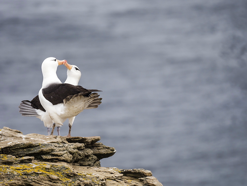 Black-browed albatross, Thalassarche melanophris, courtship display on New Island, Falkland Islands, South Atlantic Ocean