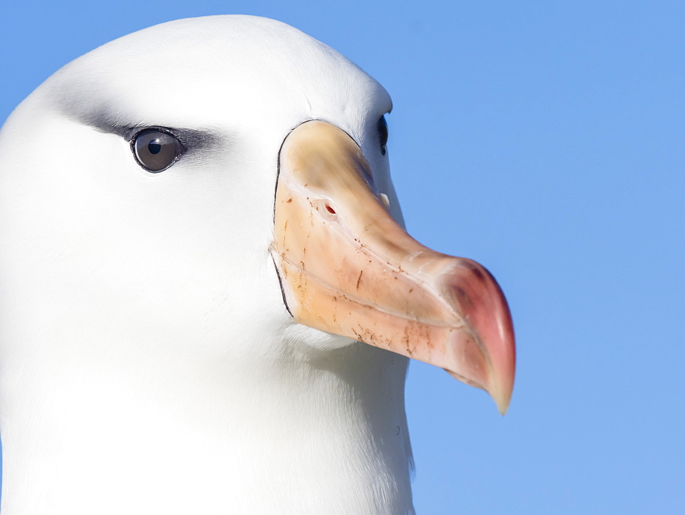 Black-browed albatross, Thalassarche melanophris, at breeding colony on New Island, Falkland Islands, South Atlantic Ocean