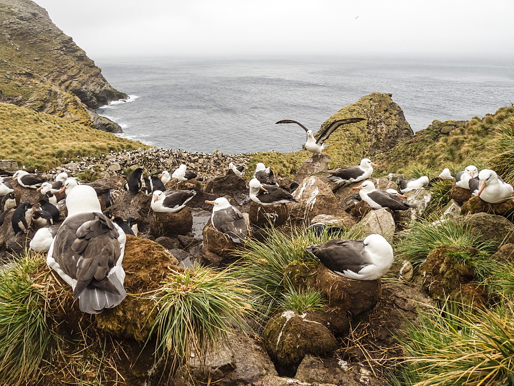 Black-browed albatross, Thalassarche melanophris, at breeding colony on West Point Island, Falkland Islands, South Atlantic Ocean