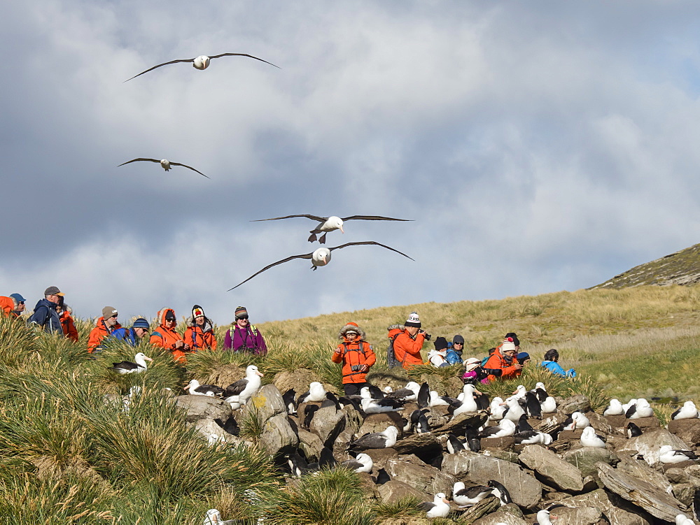 Black-browed albatross, Thalassarche melanophris, in flight near tourists on West Point Island, Falkland Islands, South Atlantic Ocean