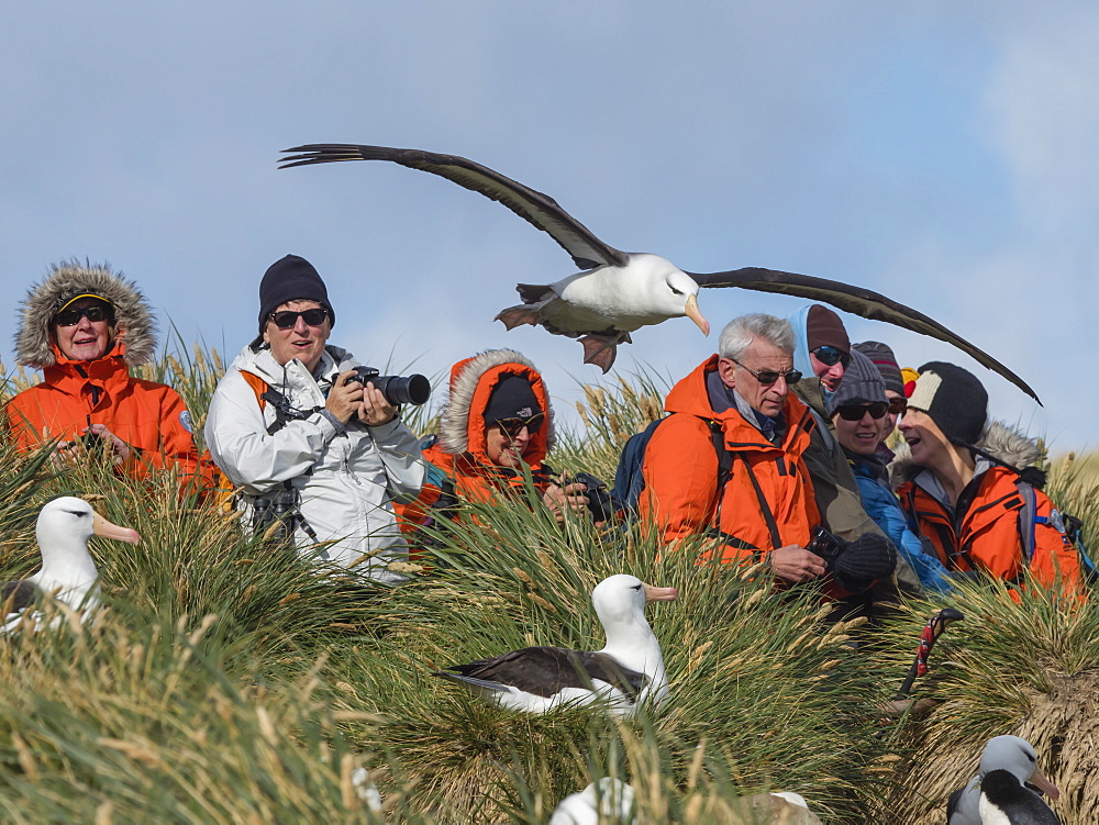 Tourists and black-browed albatross on West Point Island, Falkland Islands