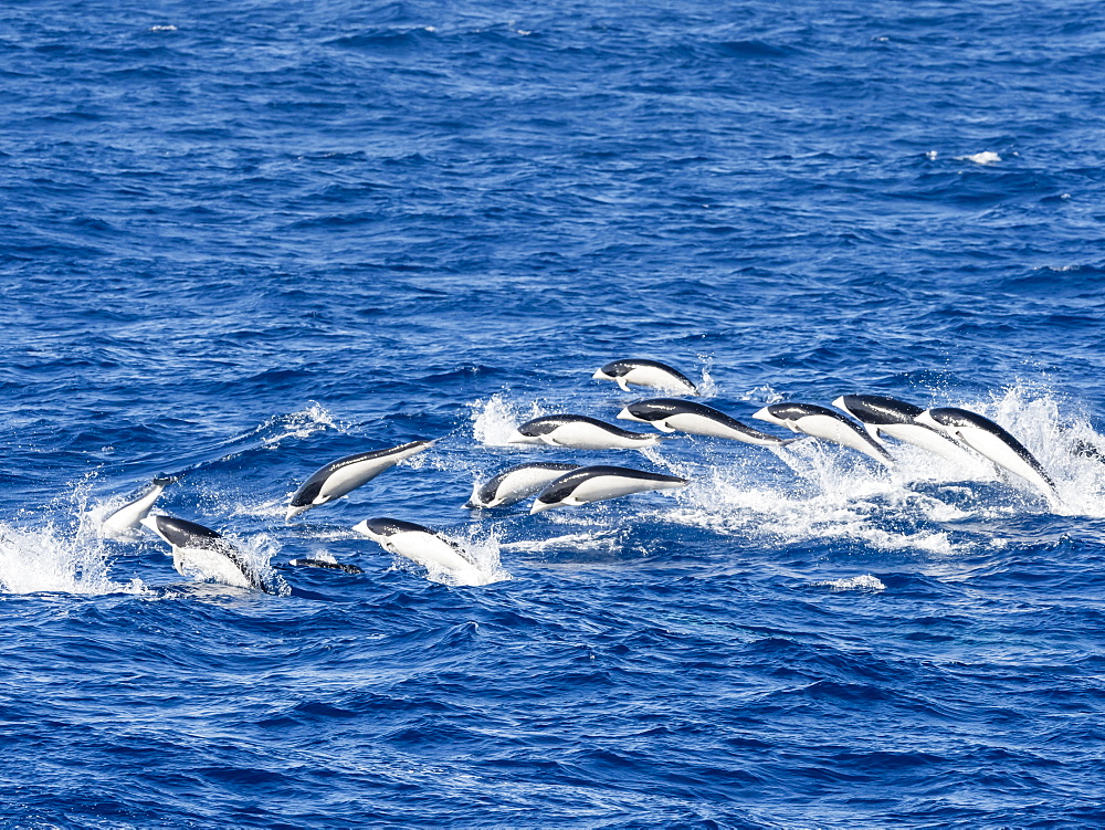 A pod of Southern right whale dolphins, Lissodelphis peronii, travelling at high speed, Southern Atlantic Ocean.