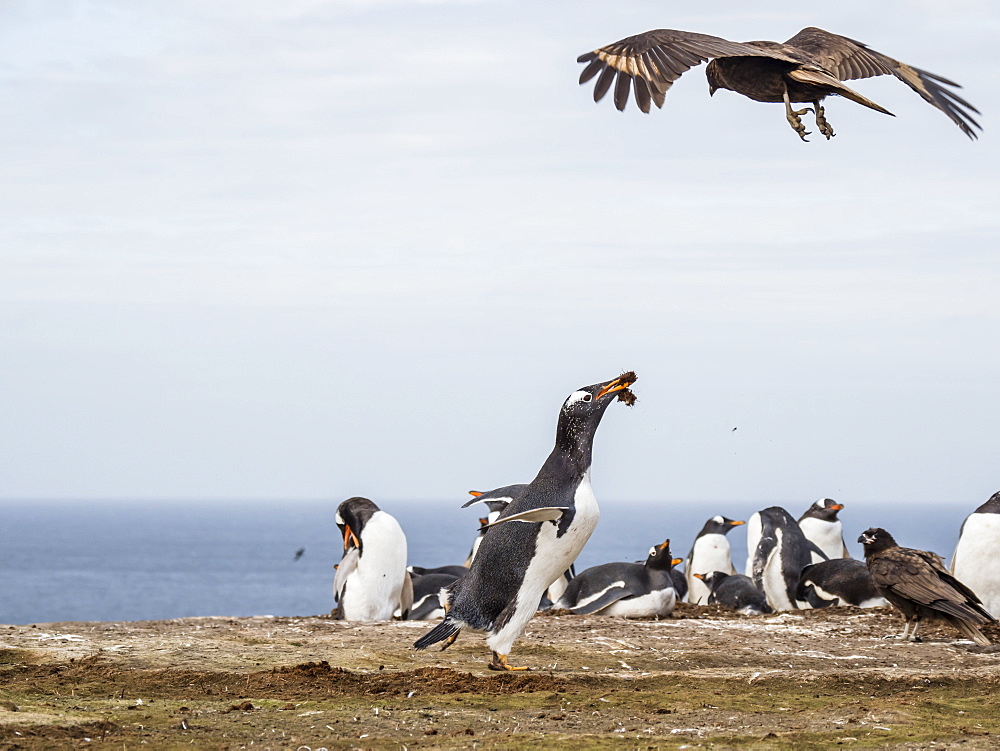 An adult striated caracara, Phalcoboenus australis, harassing a gentoo penguin, New Island, Falkland Islands, South Atlantic Ocean