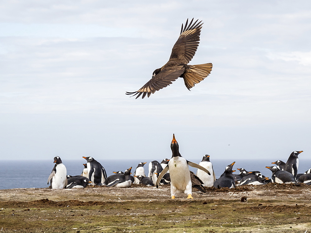 An adult striated caracara, Phalcoboenus australis, harassing a gentoo penguin, New Island, Falkland Islands, South Atlantic Ocean