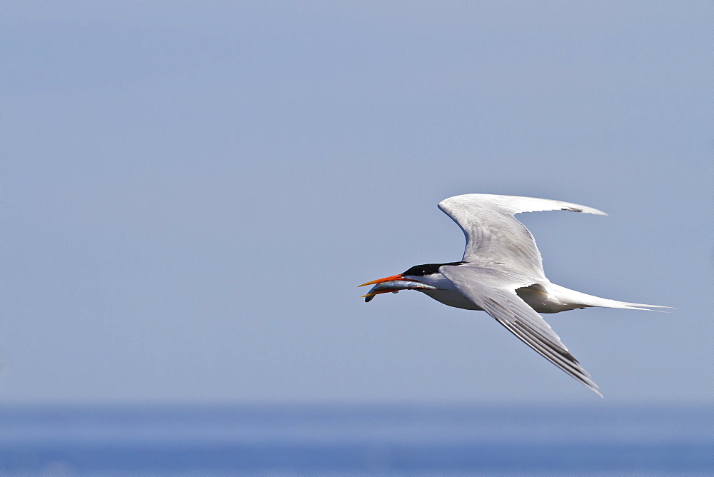 Elegant tern (Thalasseus elegans) with fish, Isla Rasa, Gulf of California (Sea of Cortez), Baja California, Mexico, North America