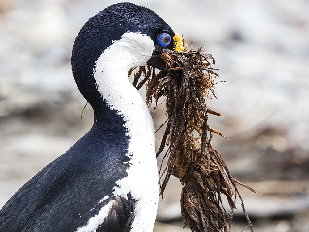 Adult blue-eyed shag, Leucocarbo atriceps, gathering nesting material at Ocean Harbour, South Georgia Island, Atlantic Ocean