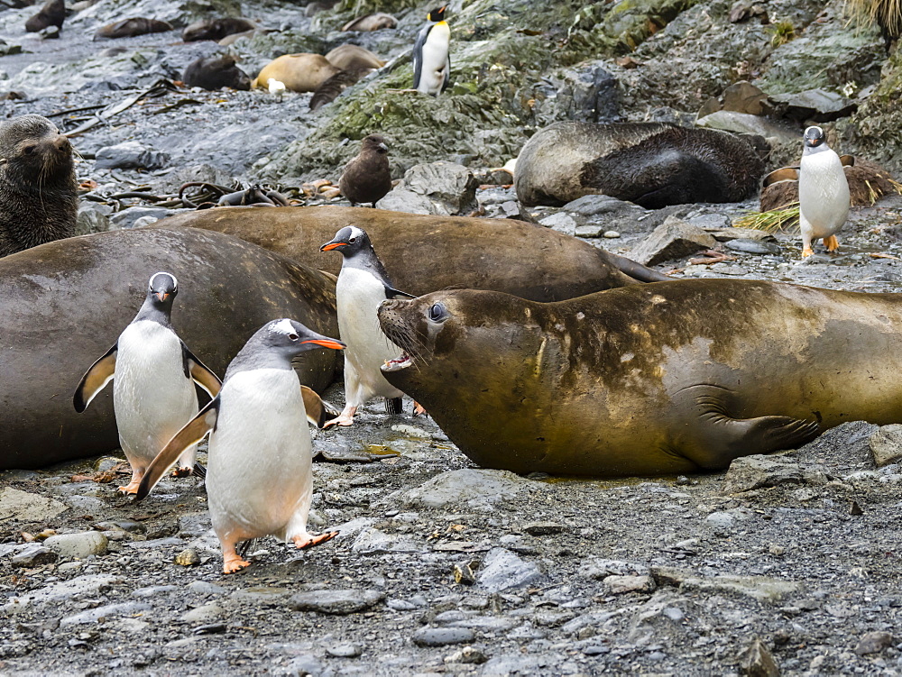 Adult gentoo penguins, Pygoscelis papua, amongst elephant seals at Elsehul, South Georgia Island, Atlantic Ocean