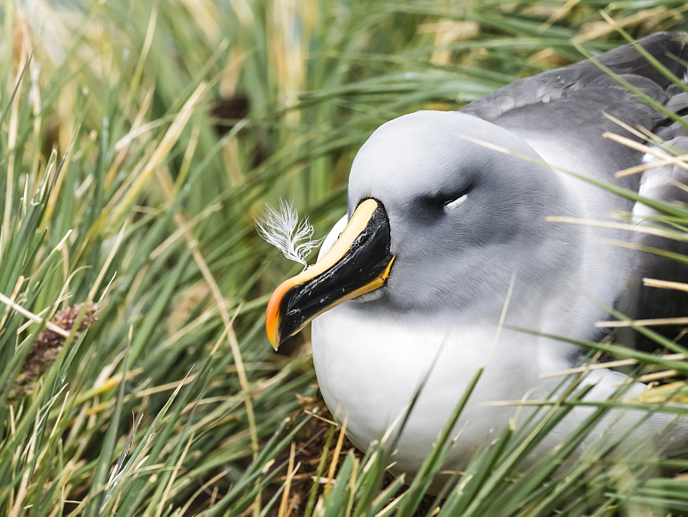 Adult grey-headed albatross, Thalassarche chrysostoma, on nest on tussock grass at Elsehul, South Georgia Island, Atlantic Ocean