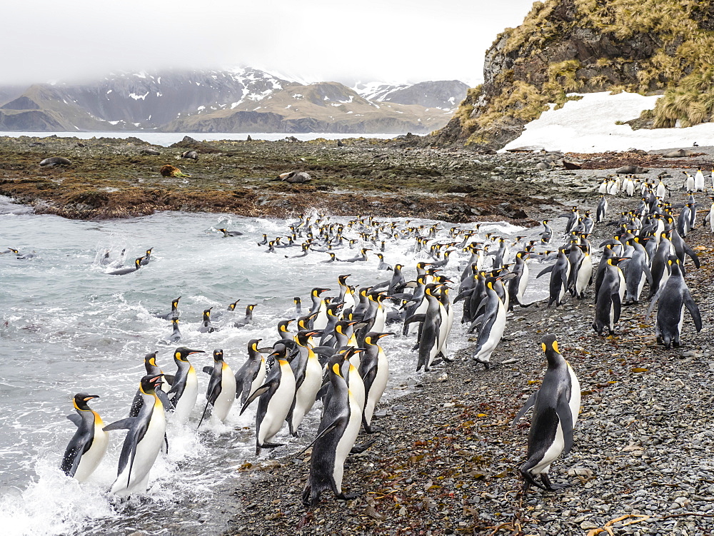 Adult king penguins, Aptenodytes patagonicus, leaving the sea after feeding in Right Whale Bay, South Georgia Island, Atlantic Ocean