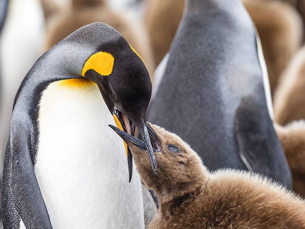 Adult king penguin, Aptenodytes patagonicus, feeding oakum boy chick at Salisbury Plains, South Georgia Island, Atlantic Ocean