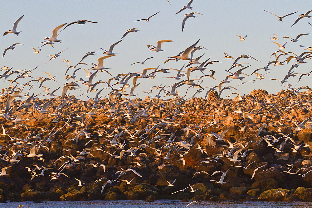 Elegant tern (Thalasseus elegans) breeding colony, Isla Rasa, Gulf of California (Sea of Cortez), Baja California, Mexico, North America