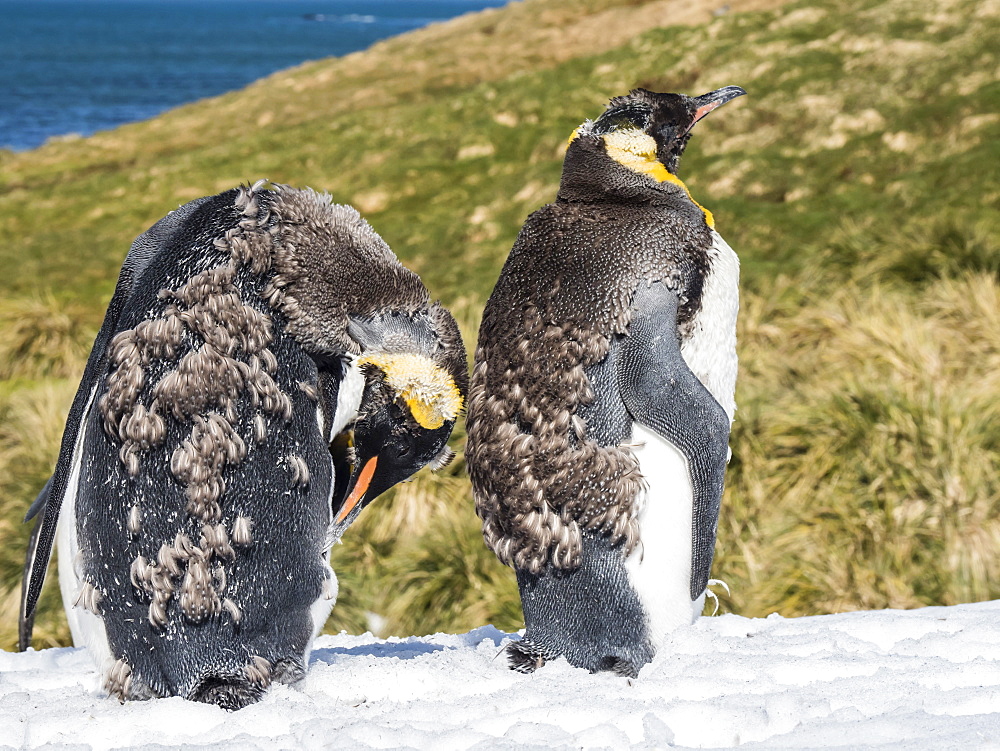 Moulting adult king penguins, Aptenodytes patagonicus, in the snow at Grytviken, South Georgia Island, Atlantic Ocean