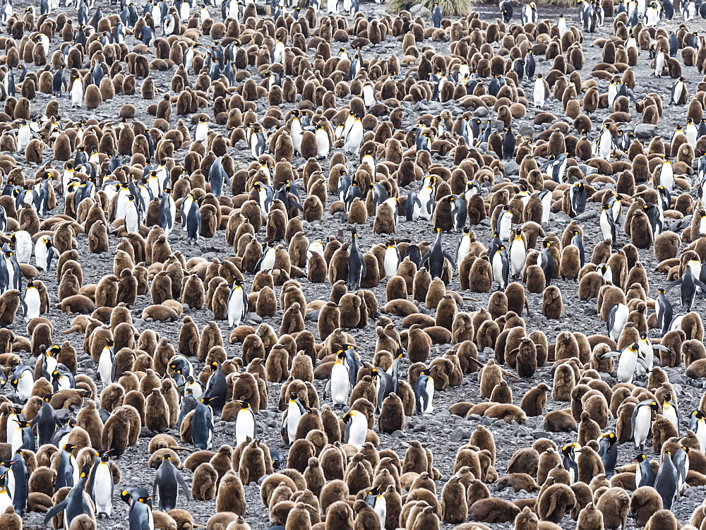 Oakum boy king penguin chicks, Aptenodytes patagonicus, amongst adults at Salisbury Plain, South Georgia Island, Atlantic Ocean