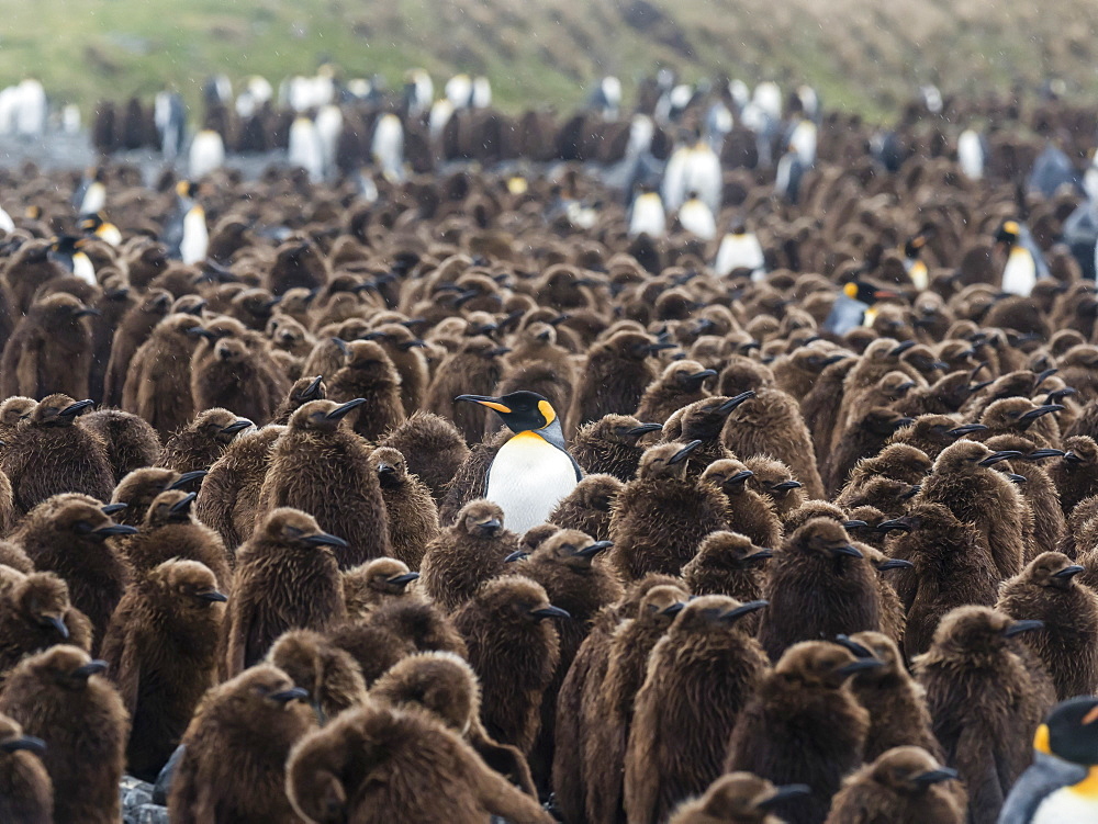 Adult king penguin, Aptenodytes patagonicus, amongst chicks at Salisbury Plain, South Georgia Island, Atlantic Ocean