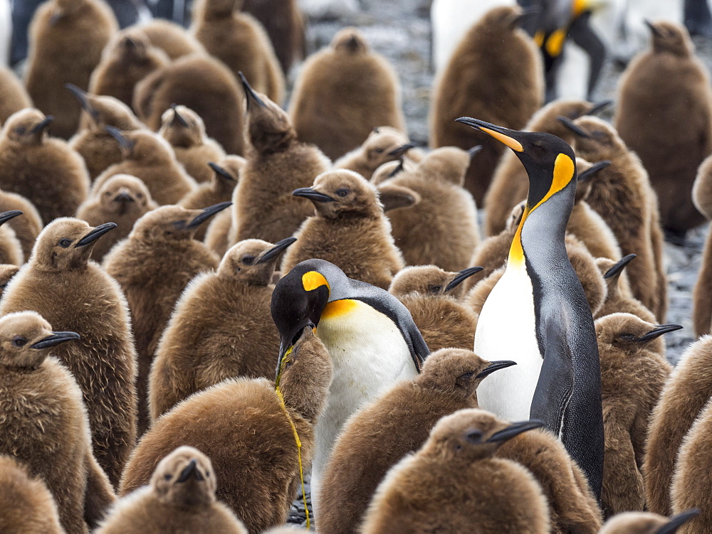 Adult king penguins, Aptenodytes patagonicus, amongst chicks at Salisbury Plain, South Georgia Island, Atlantic Ocean