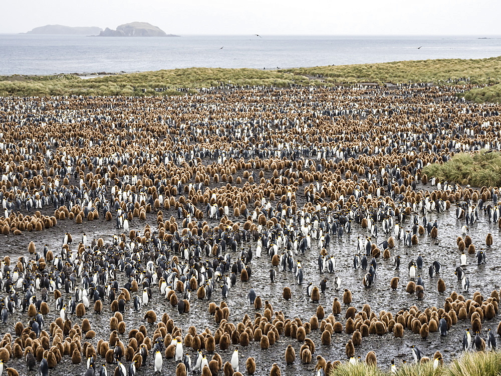 Oakum boy king penguin chicks, Aptenodytes patagonicus, amongst adults at Salisbury Plain, South Georgia Island, Atlantic Ocean