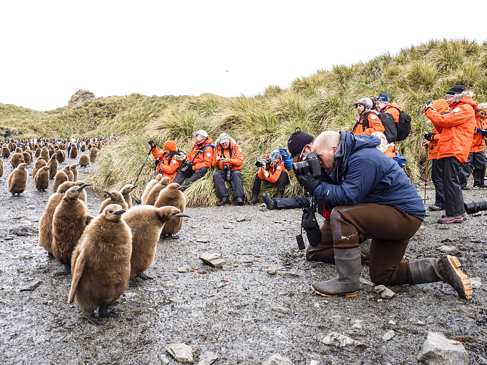 Tourists photographing king penguin chicks at Salisbury Plain, South Georgia Island, Antarctica