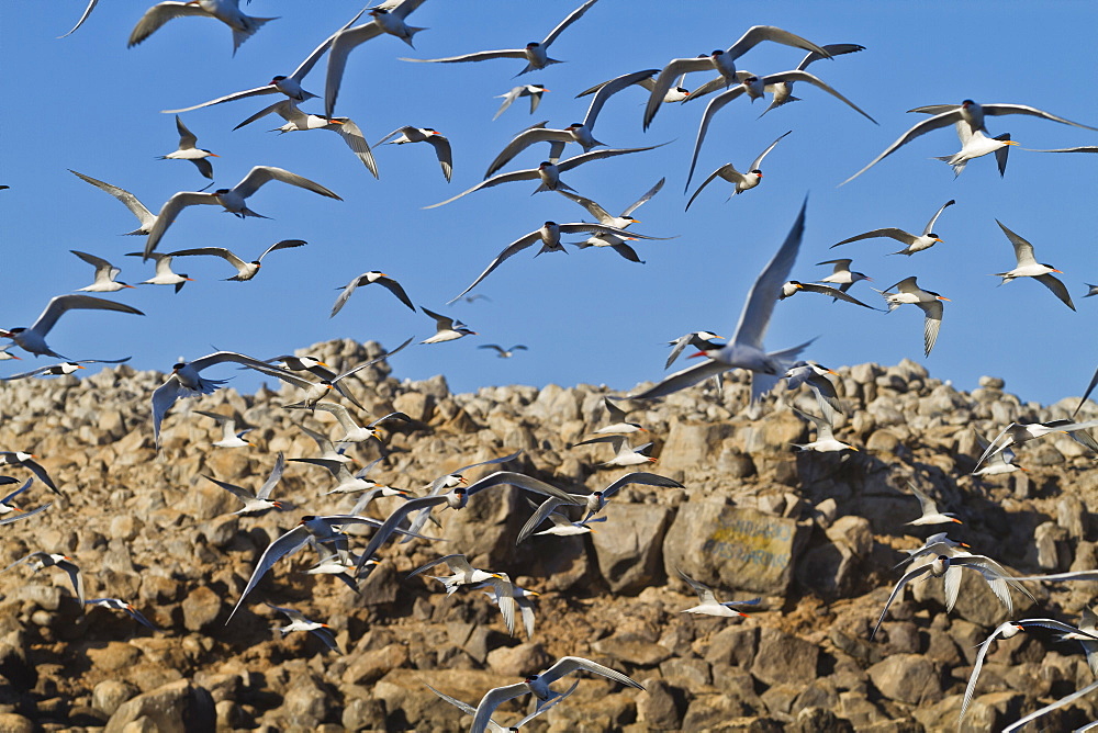 Elegant tern (Thalasseus elegans) breeding colony, Isla Rasa, Gulf of California (Sea of Cortez), Baja California, Mexico, North America