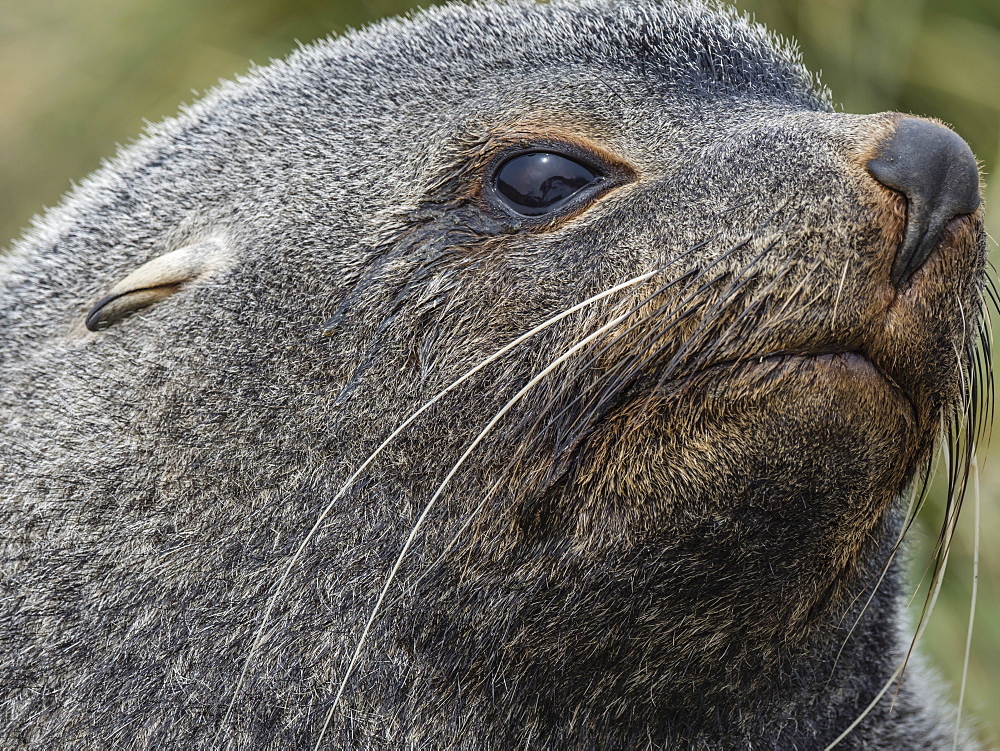 Adult bull Antarctic fur seal, Arctocephalus gazella, head detail at Ocean Harbour, South Georgia Island, Atlantic Ocean