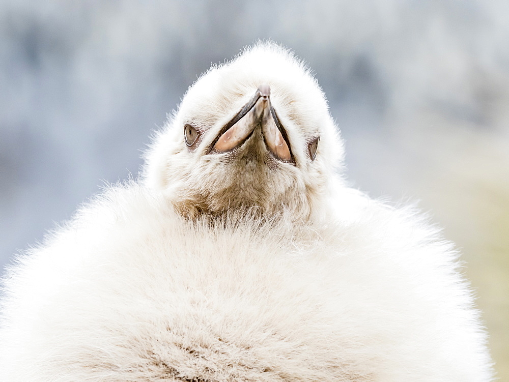 Leucistic king penguin chick, Aptenodytes patagonicus, at breeding colony on Salisbury Plain, South Georgia Island, Atlantic Ocean