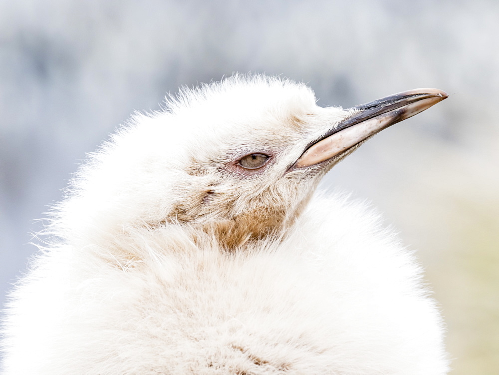 Leucistic king penguin chick, Aptenodytes patagonicus, at breeding colony on Salisbury Plain, South Georgia Island, Atlantic Ocean