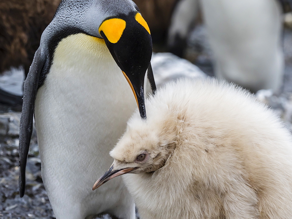 Leucistic king penguin chick, Aptenodytes patagonicus, at breeding colony on Salisbury Plain, South Georgia Island, Atlantic Ocean