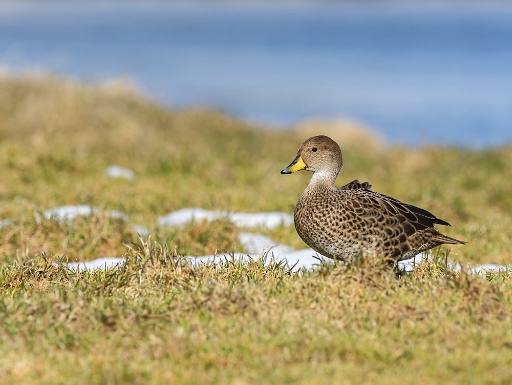 An endemic adult South Georgia pintail, Anas georgica, at the whale station in Grytviken, South Georgia Island, Atlantic Ocean