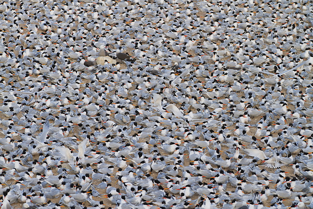 Elegant tern (Thalasseus elegans) breeding colony, Isla Rasa, Gulf of California (Sea of Cortez), Baja California, Mexico, North America