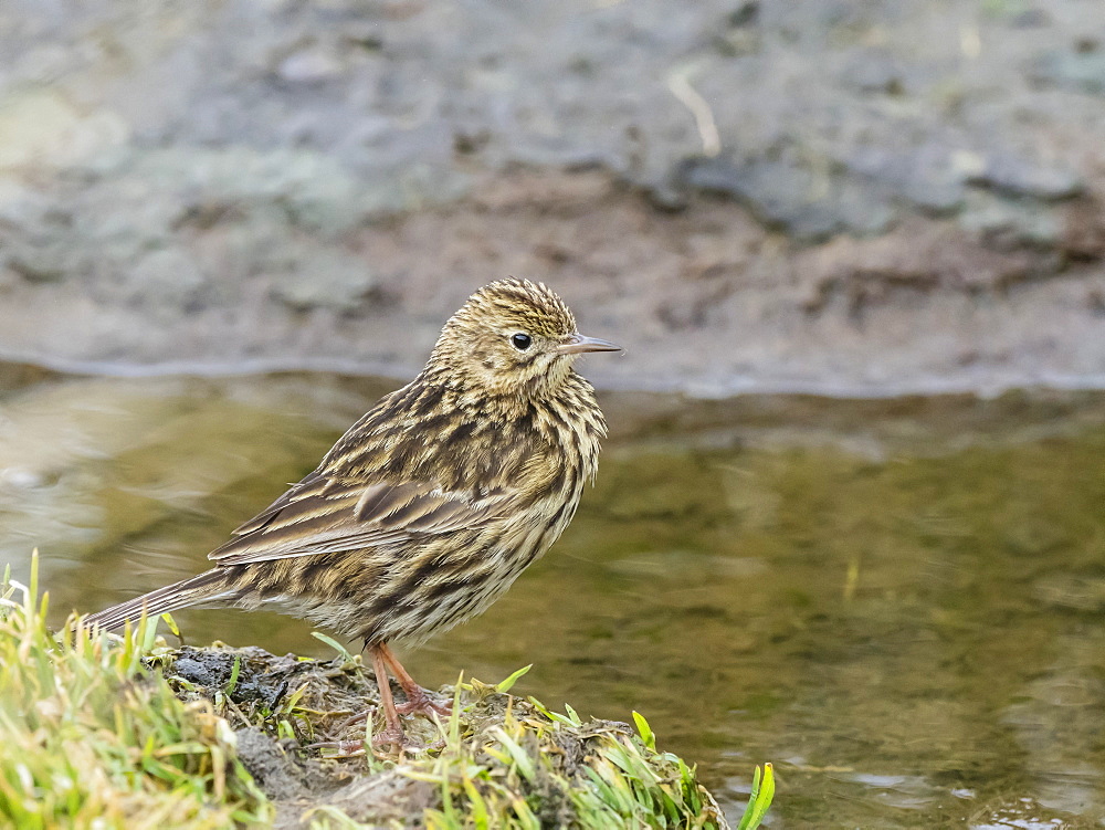 An adult South Georgia pipit, Anthus antarcticus, endemic to South Georgia, Peggotty Bluff, South Georgia Island, Atlantic Ocean