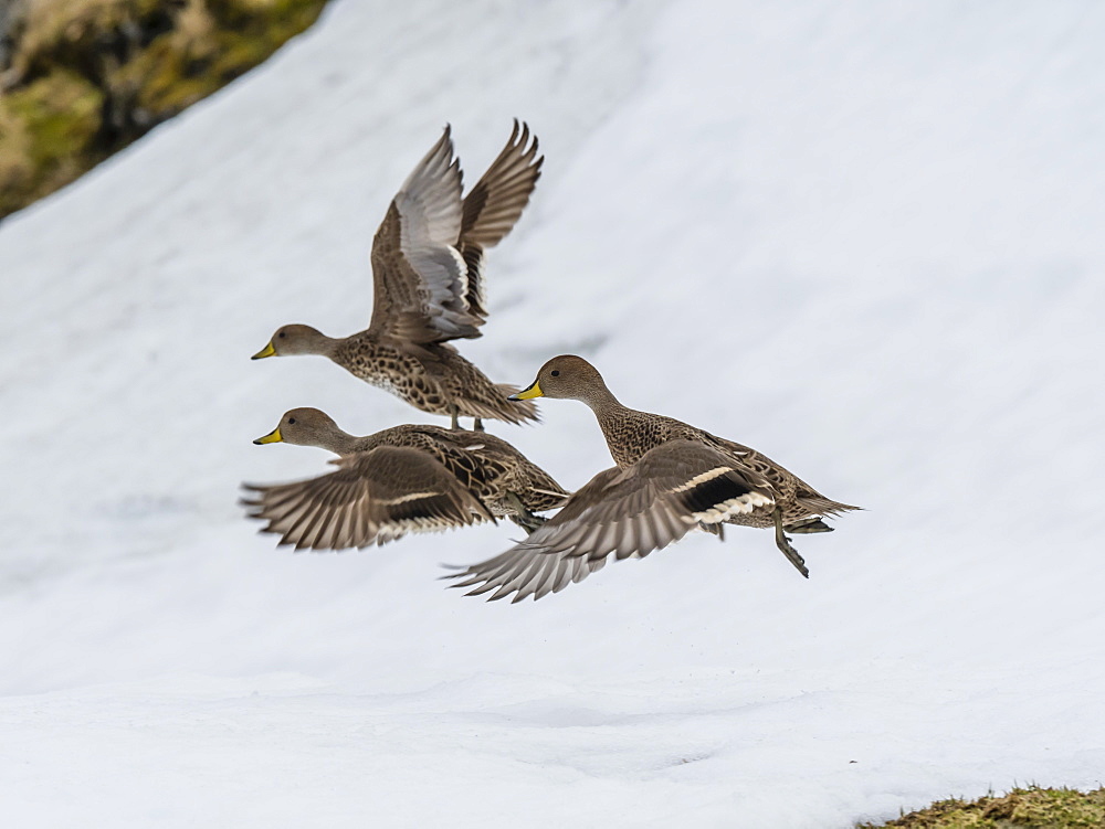 An endemic adult South Georgia pintails, Anas georgica, in flight at Moltke Harbour, Royal Bay, South Georgia Island, Atlantic Ocean