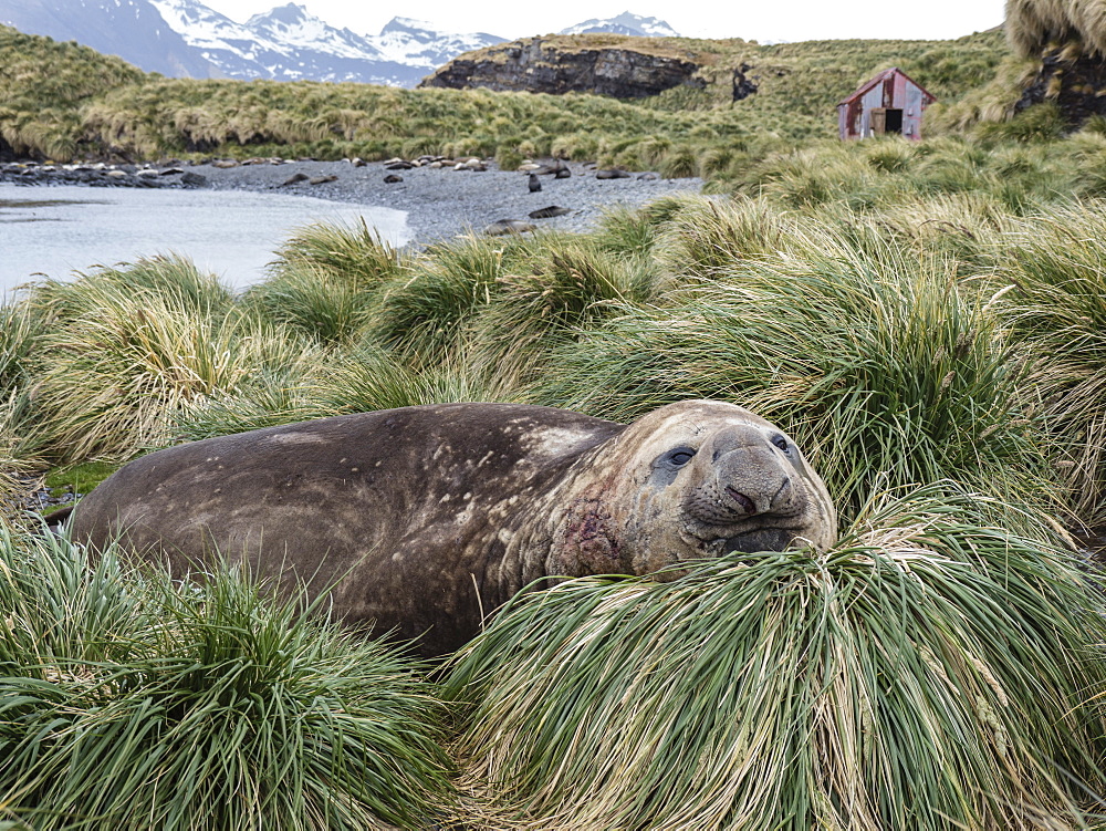 Adult bull southern elephant seal, Mirounga leonina, in tussock grass, Jason Harbour, South Georgia Island, Atlantic Ocean