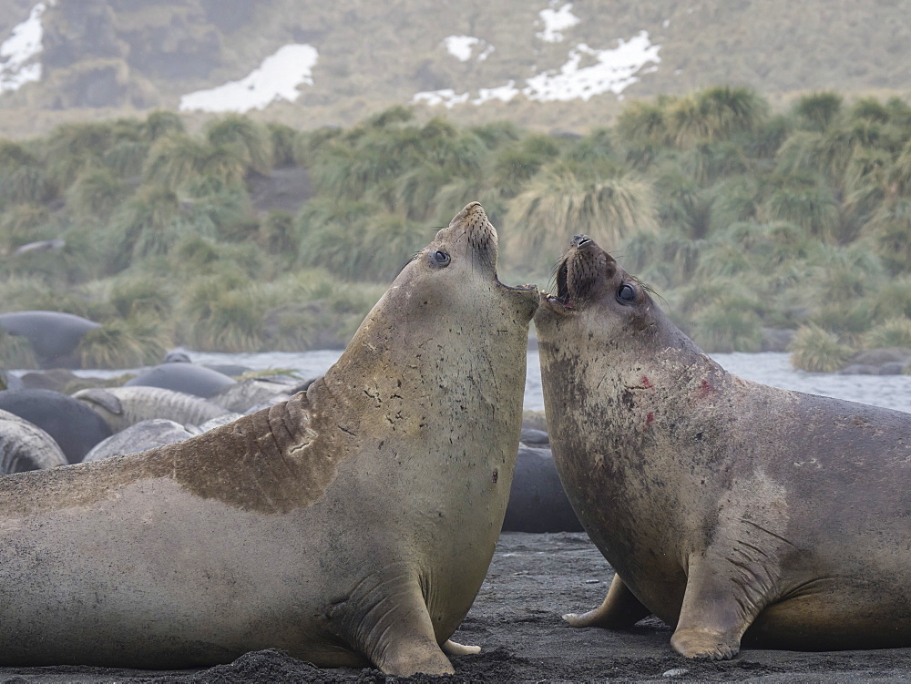 Young bull southern elephant seals, Mirounga leonina, fighting for territory in Gold Harbour, South Georgia Island, Atlantic Ocean