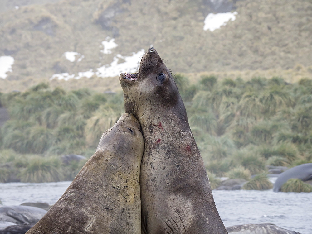 Young bull southern elephant seals, Mirounga leonina, fighting for territory in Gold Harbour, South Georgia Island, Atlantic Ocean